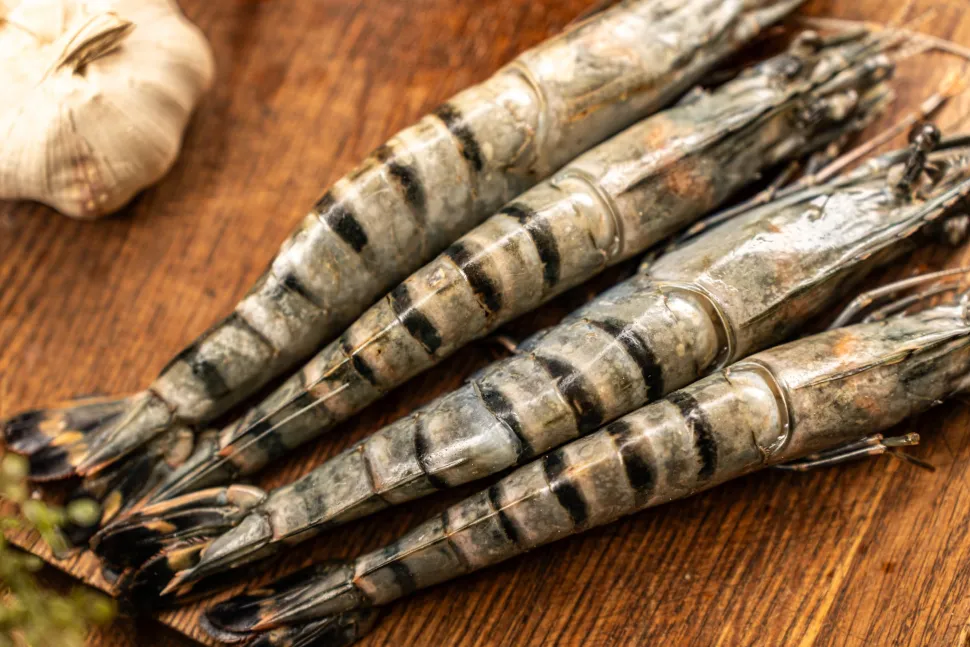 Black Tiger gamba’s ongepeld 13/15 met kop