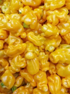 Tomasu sambal Madame Jeanette