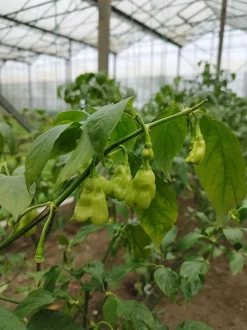 Tomasu sojasaus sweet & spicy Madame Jeanette